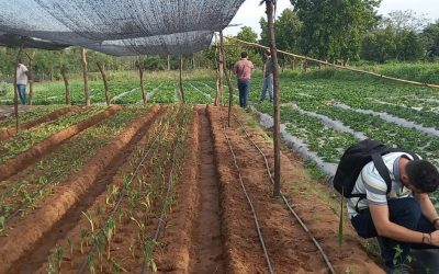 Despliegue de una solución tecnológica para ayudar a la agricultura familiar