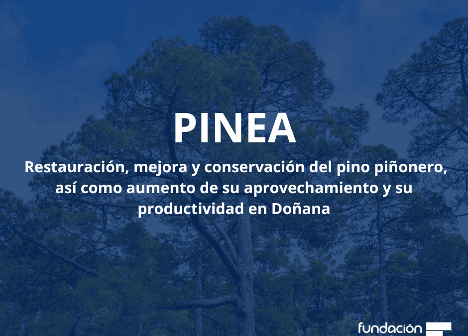 Proyecto PINEA